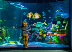 Dans les environs de Dublin avec des enfants : L'aquarium de Bray