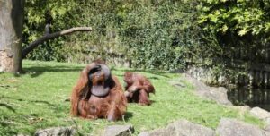 Visiter Dublin avec des enfants : Zoo de Dublin